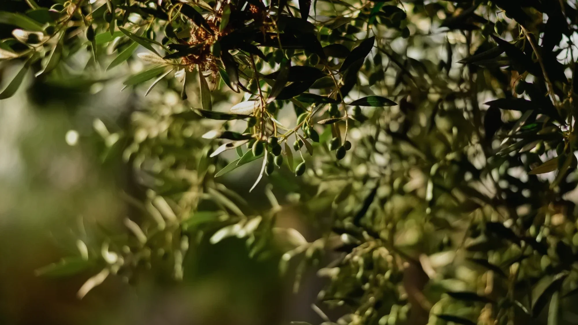 First series artwork, sunlight through an olive tree